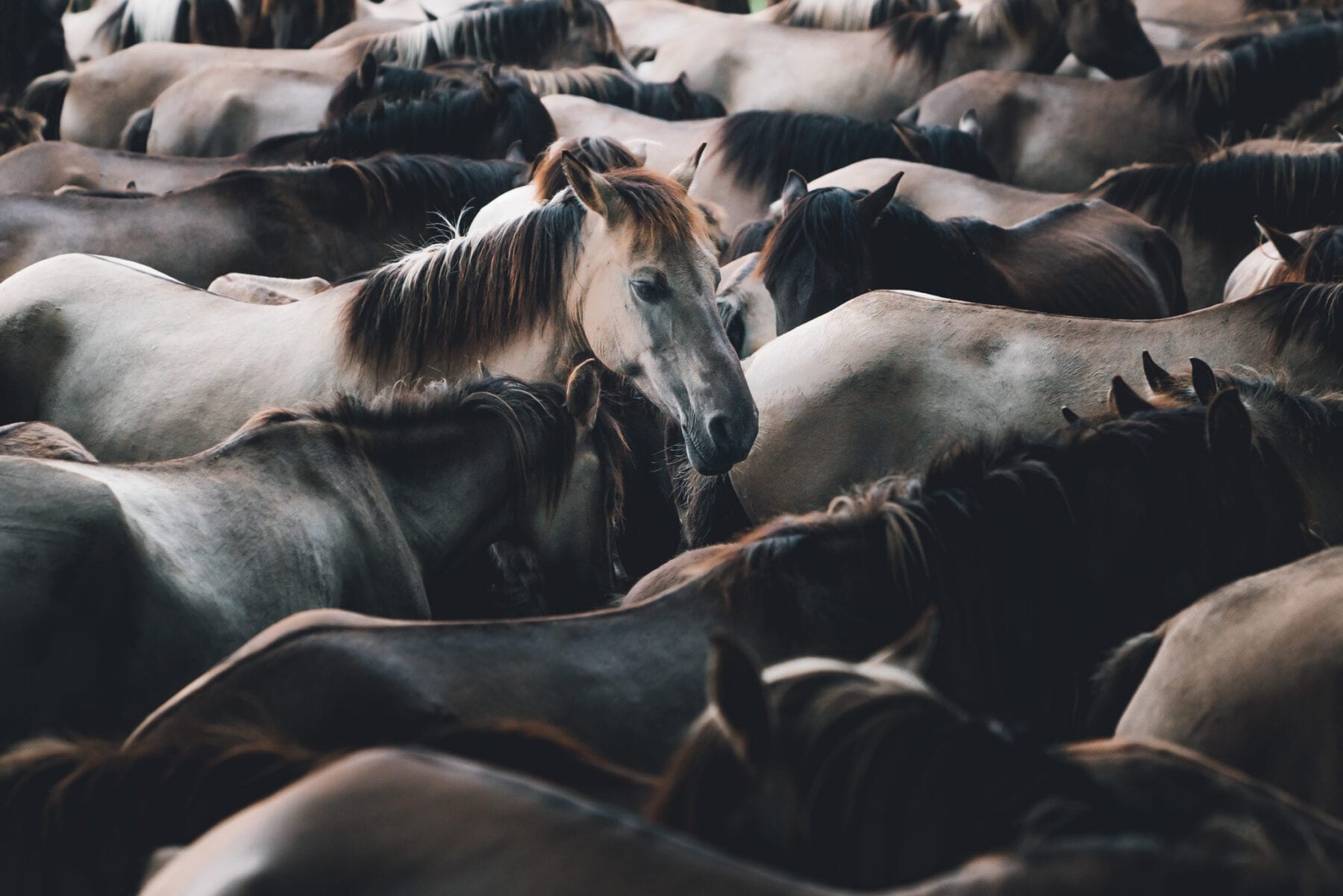 Nordrhein Westfalen wilde paarden