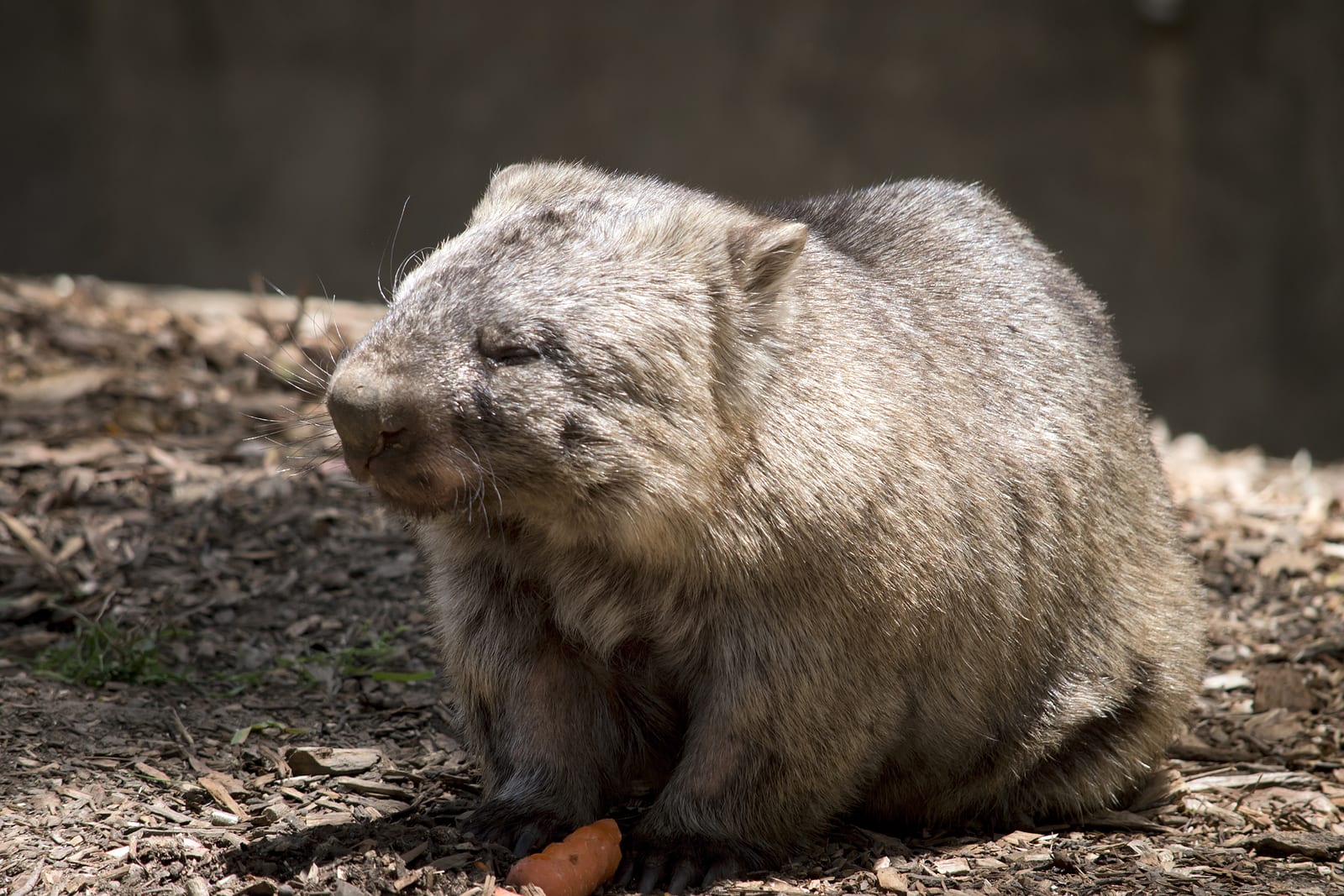 wombats