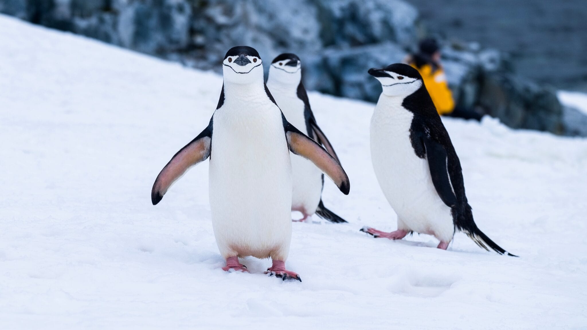 Hebben pinguïns knieën