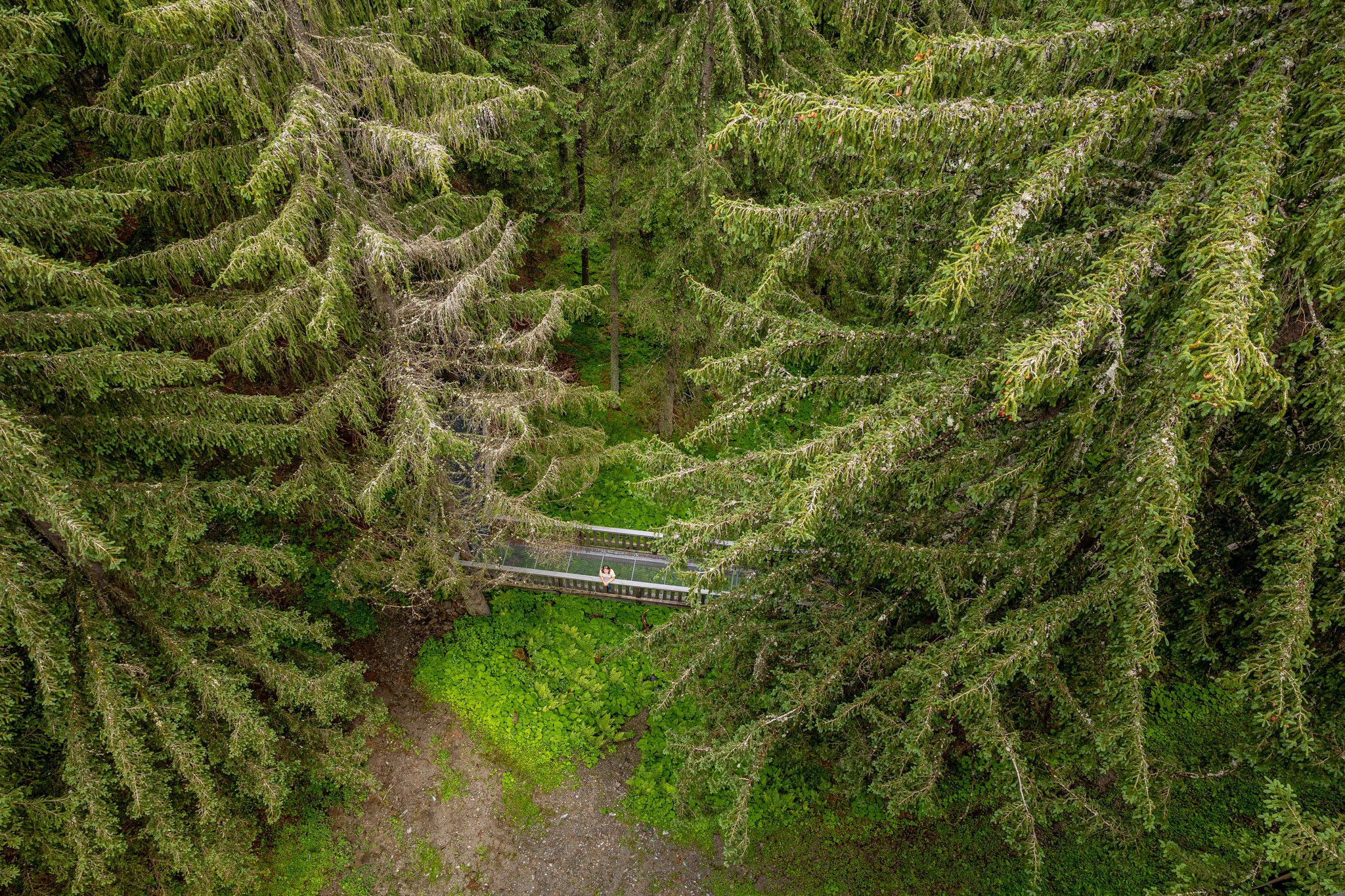 baumzipfelweg Saalbach