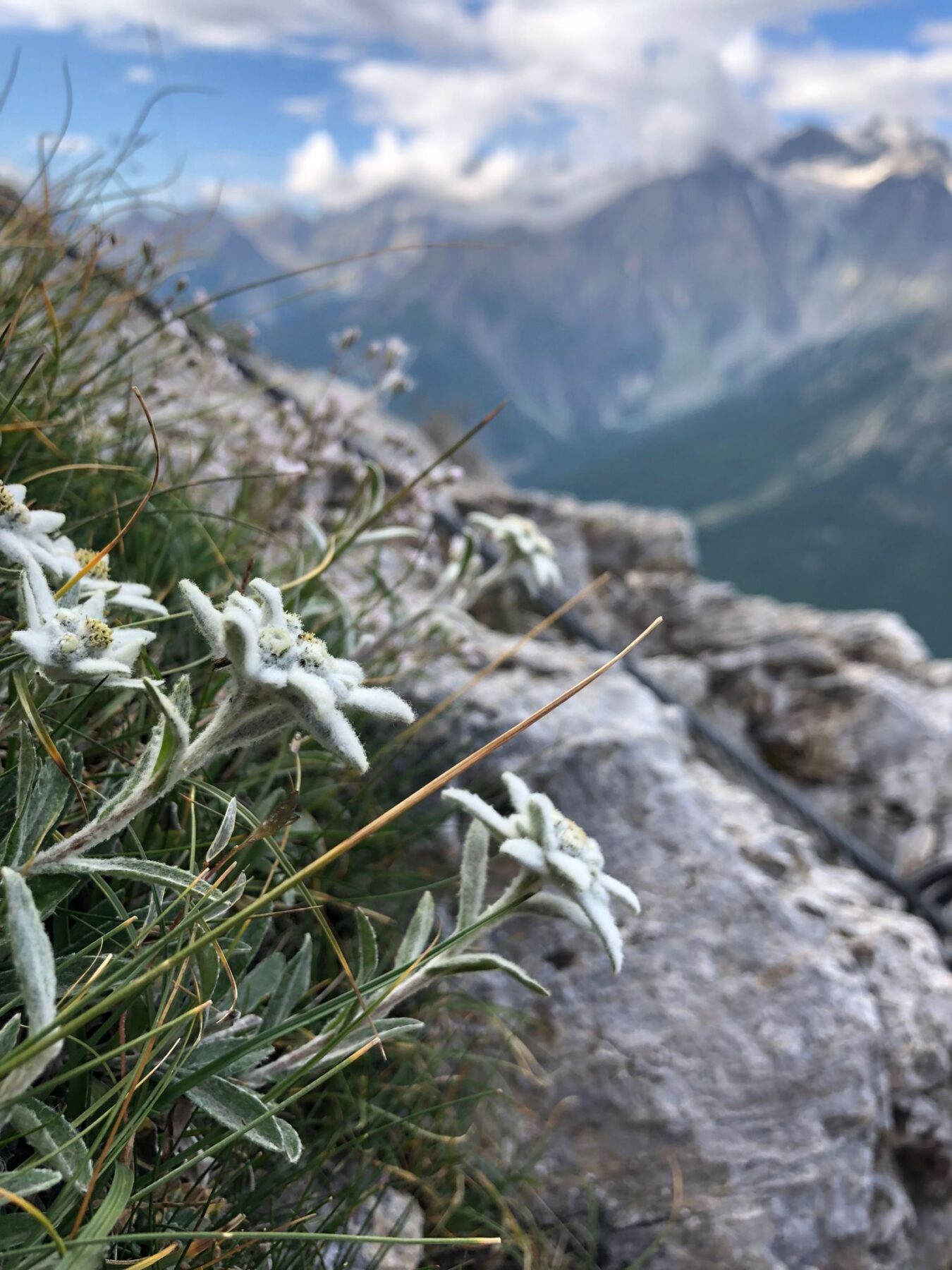 Zeldzame edelweiss