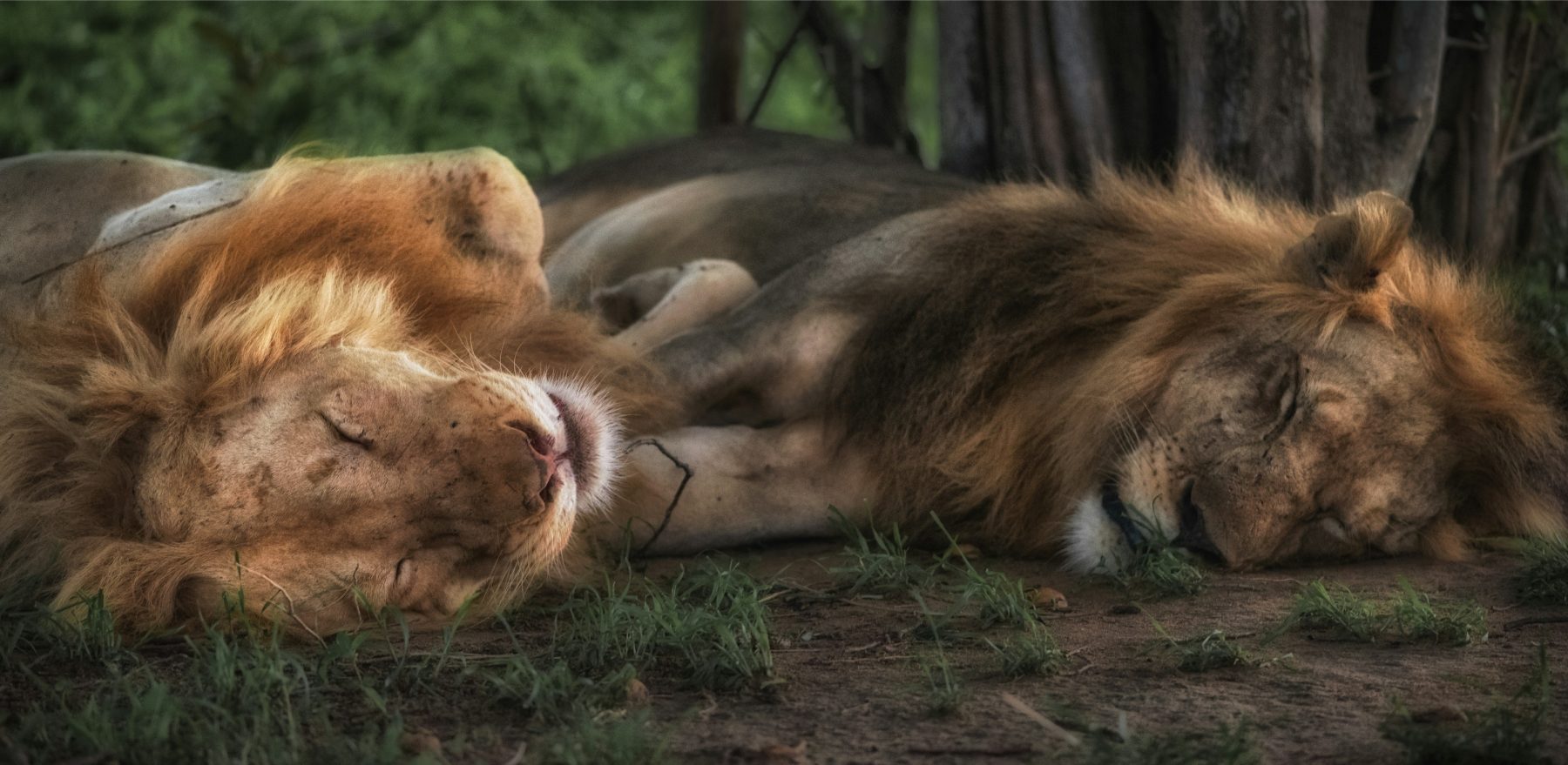 South Luangwa's beroemde albino leeuw Ginger en zijn vriend Garlic in South Luanda National Park in Zambia, een land van één van de bucketlist-trips.