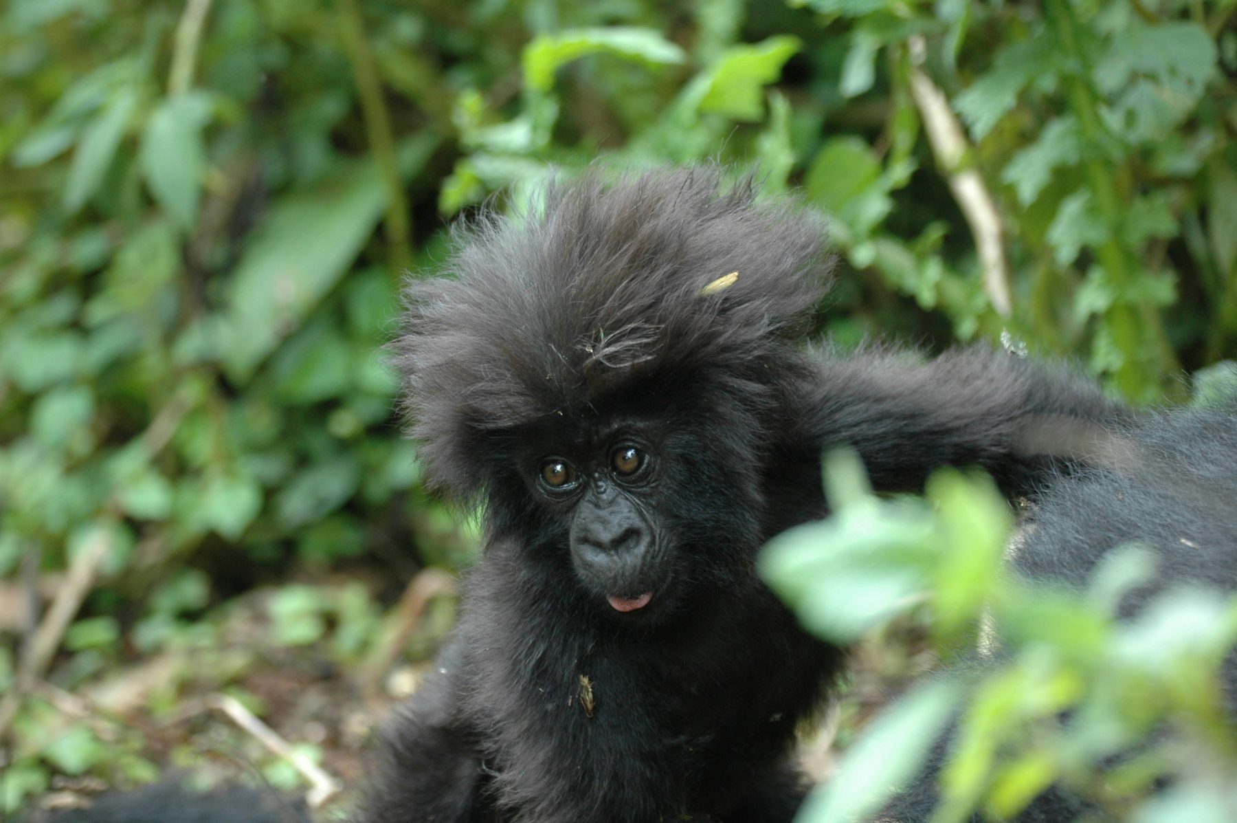 Een berggorilla in Rwanda, een land van één van de bucketlist-trips.