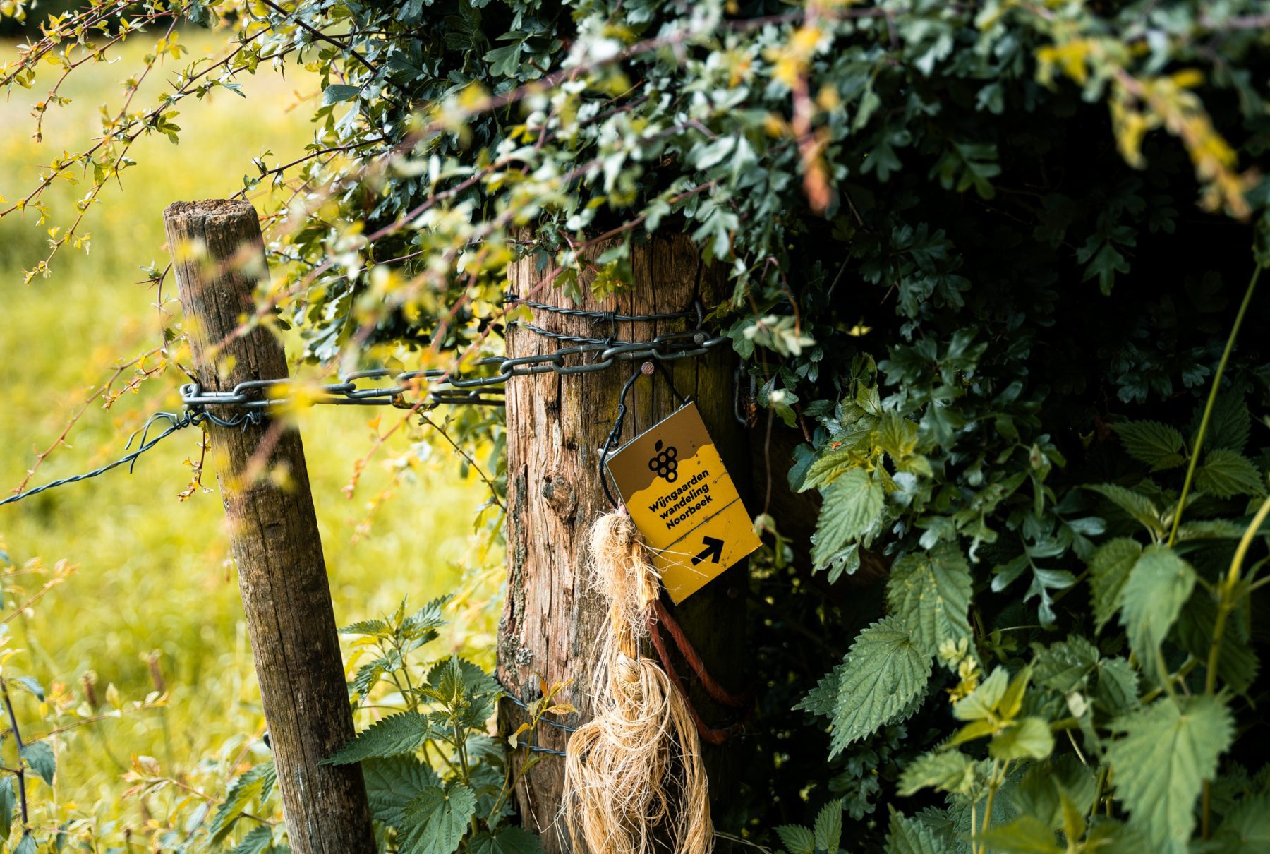 Wijngaarden wandeling Noorbeek, Zuid-Limburg