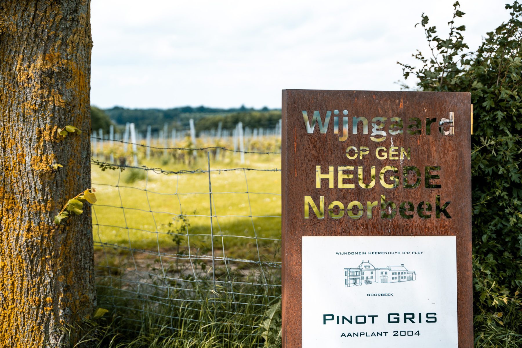 Wijngaarden wandeling Noorbeek, Zuid-Limburg