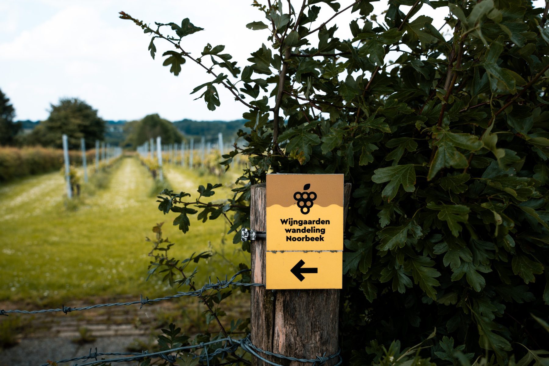 Wijngaarden wandeling Noorbeek