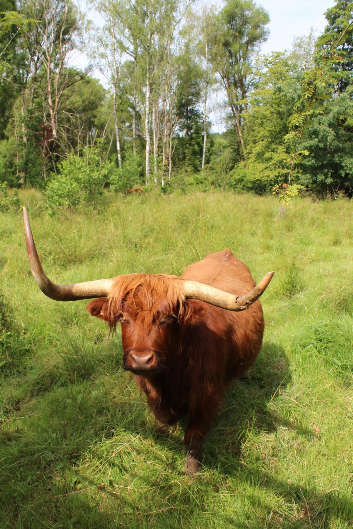 nutchel martelange dieren