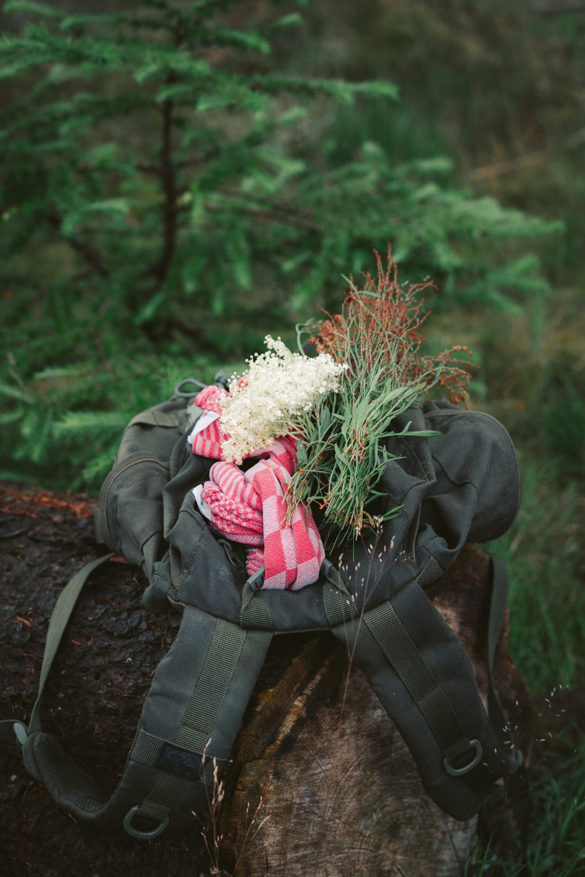 Wildplukken in Drenthe met Lysander van Oossanen