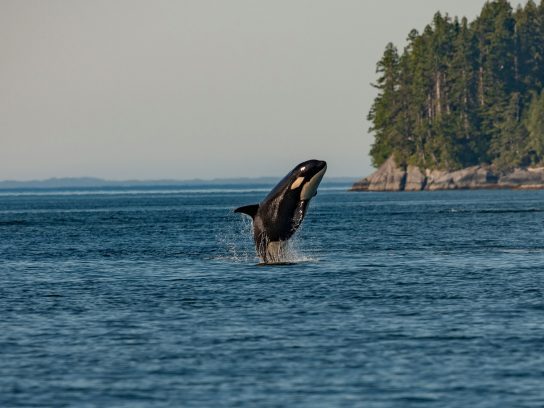 Bucketlist-trips met orka's zwemmen