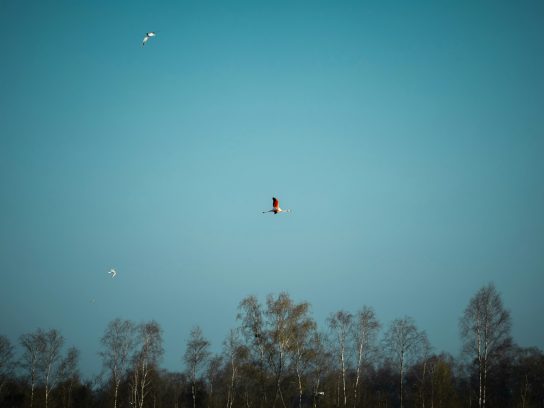 flamingo's bij het Zwillbrocker ven op de grens met Nederland en Duitsland