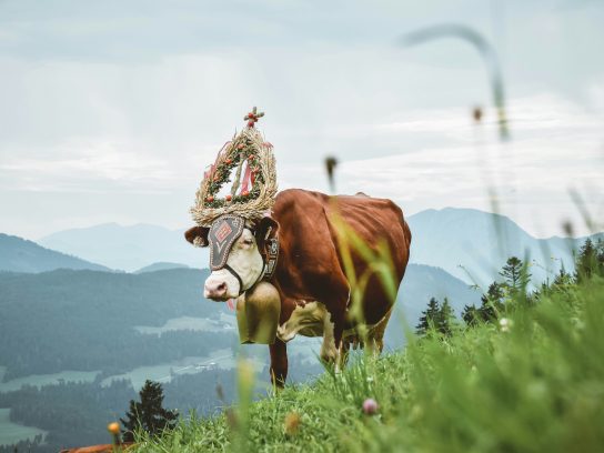 Almabtrieb in de Alpen