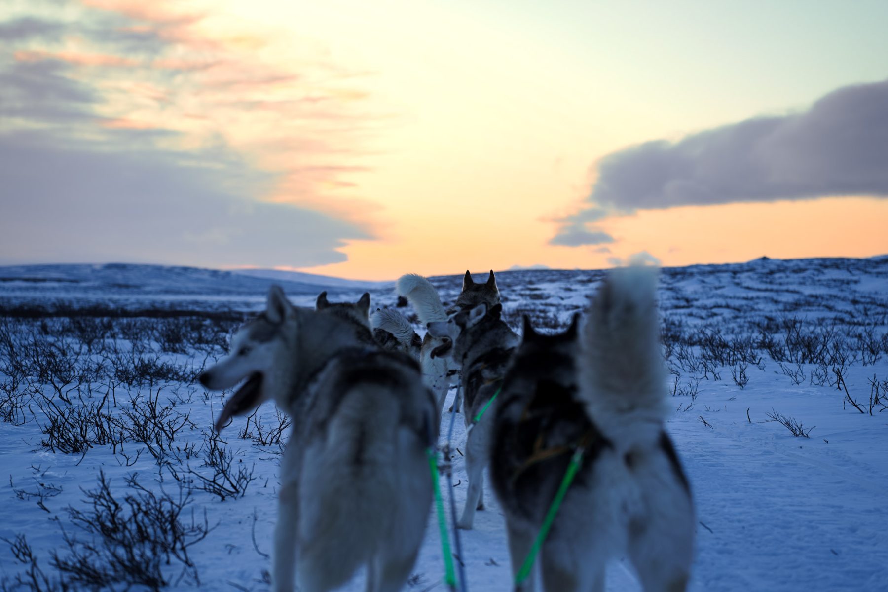 Arctic Travel husky tocht