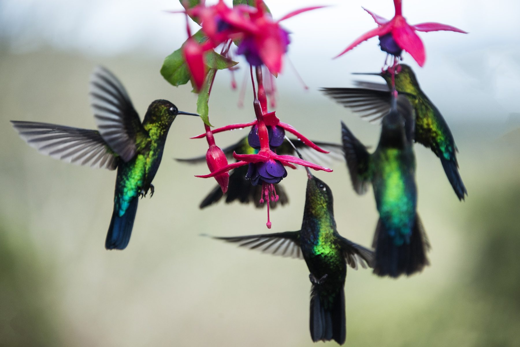 Vogels in de nationale parken van Costa Rica