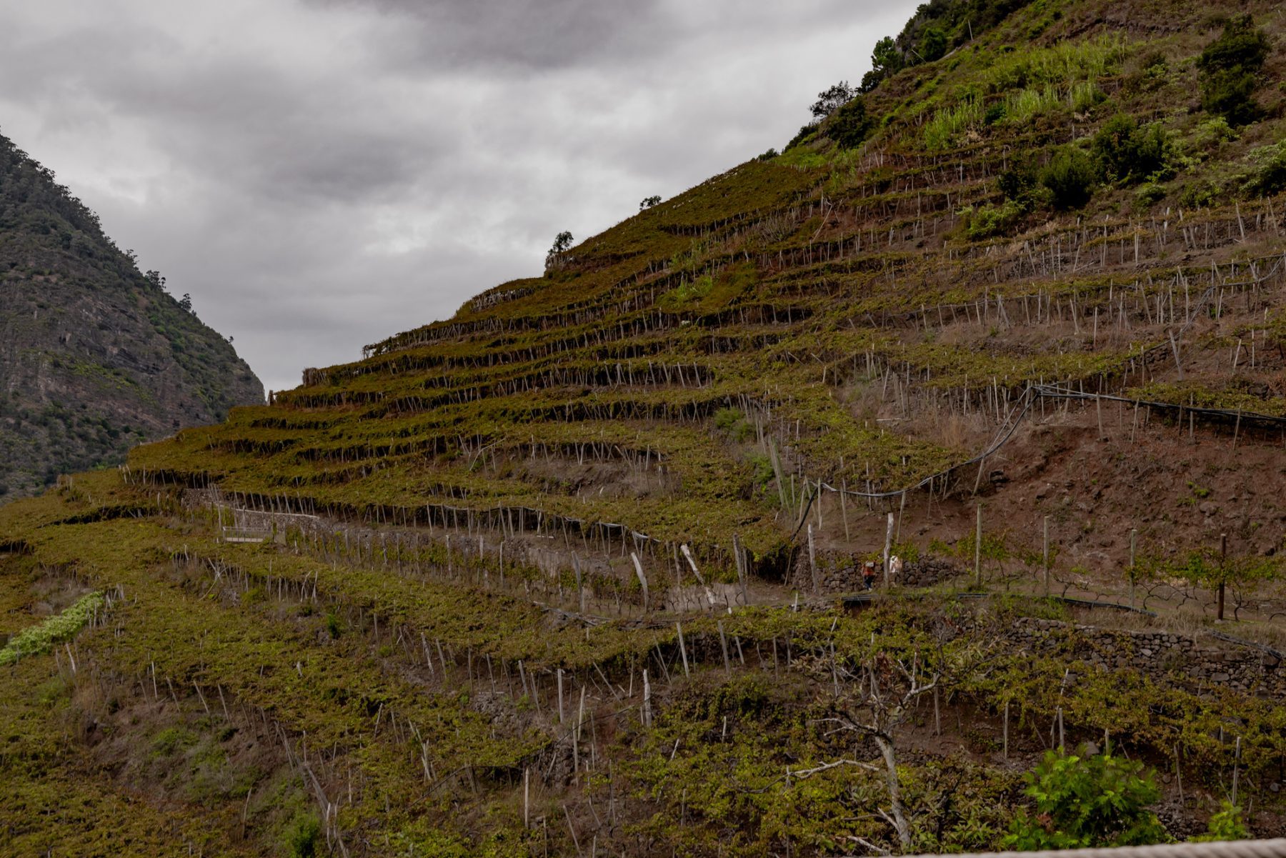 Wijngaarden is een van de top Bezienswaardigheden Madeira