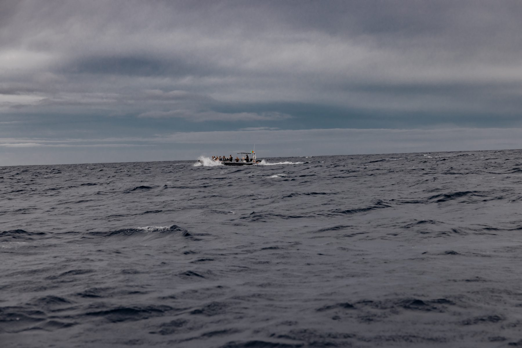 Dolfijnen spotten op een ribboot Bezienswaardigheden Madeira