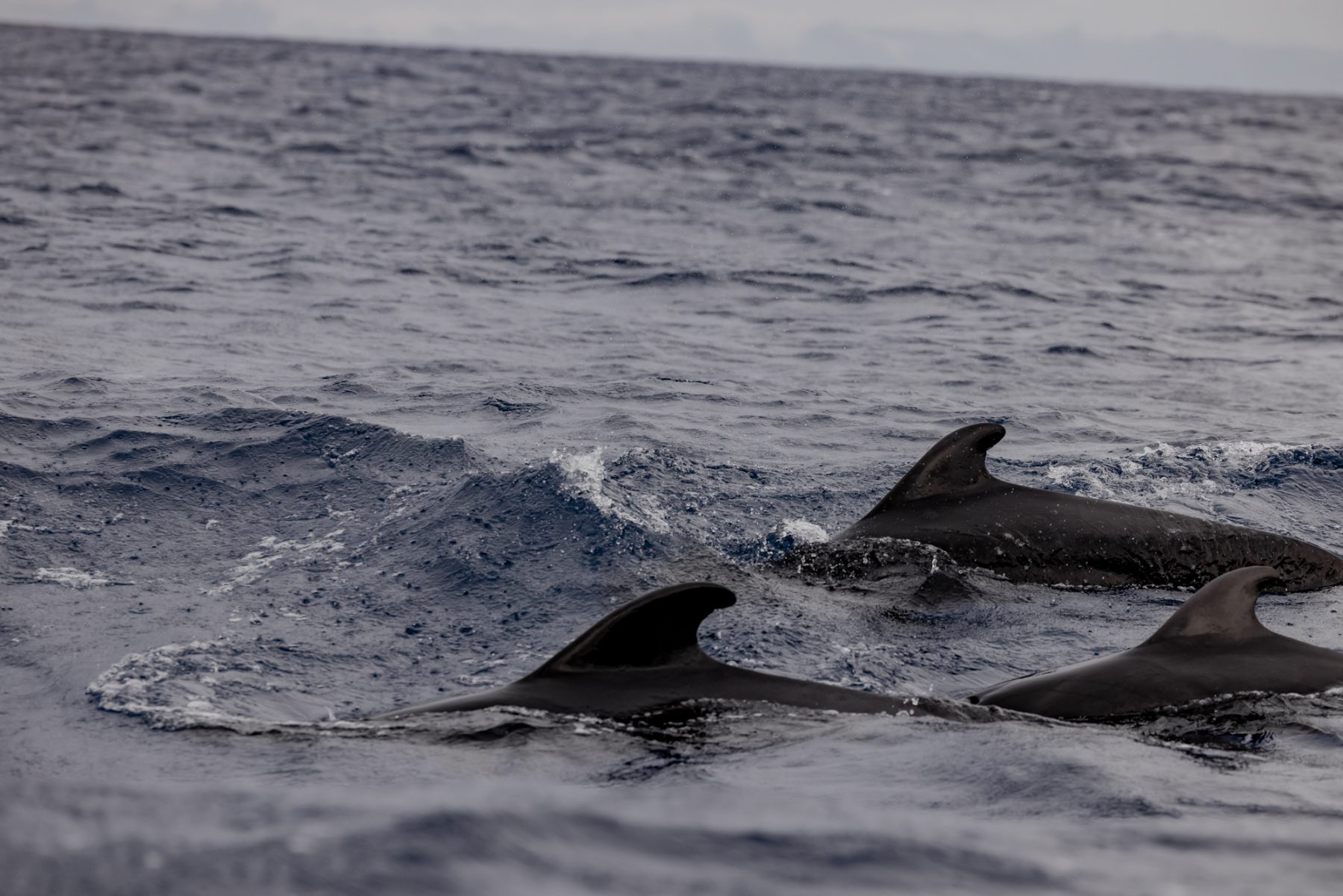 whale watching Bezienswaardigheden Madeira