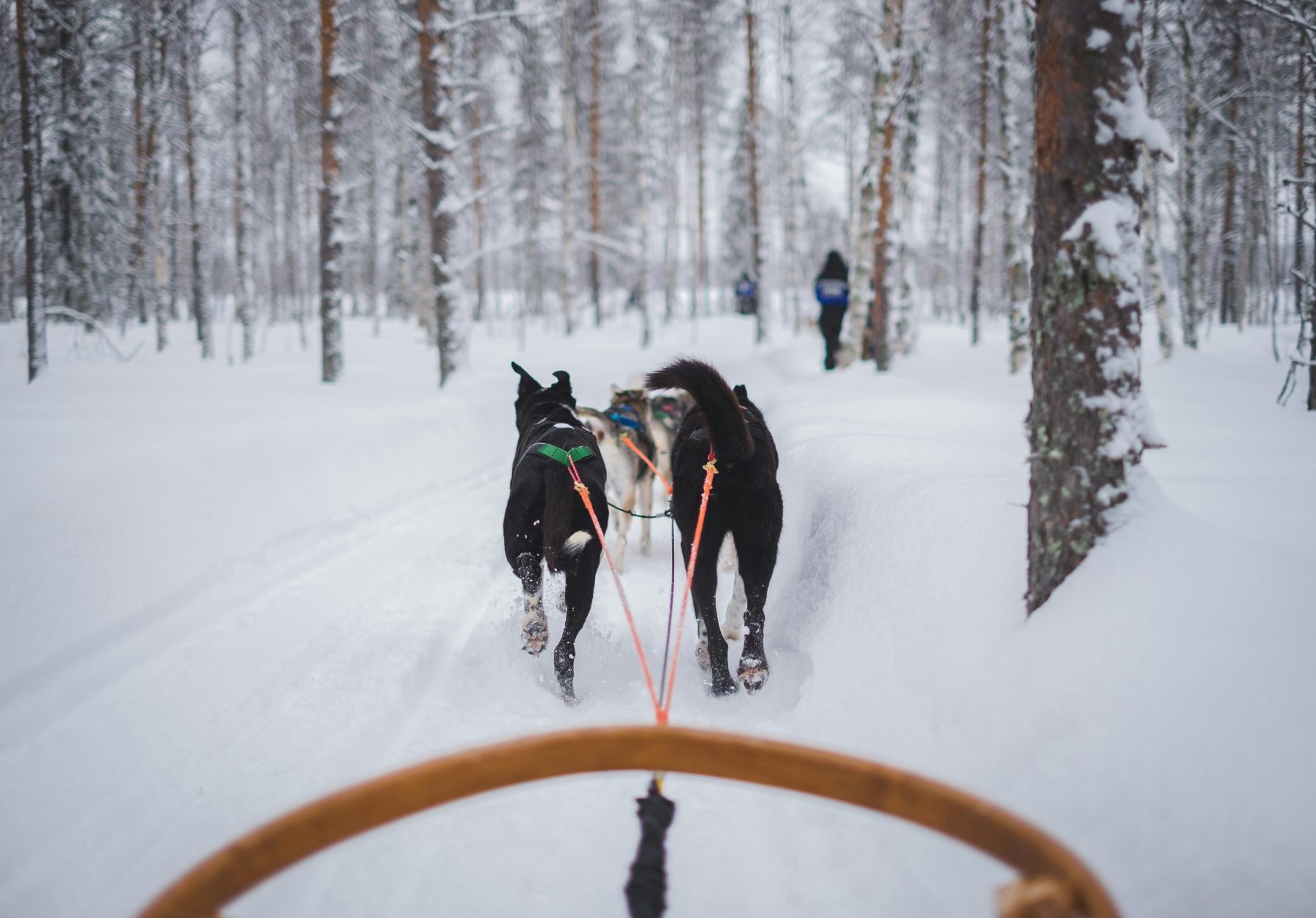 Hondenslede als onderdeel van de cultuur in Lapland