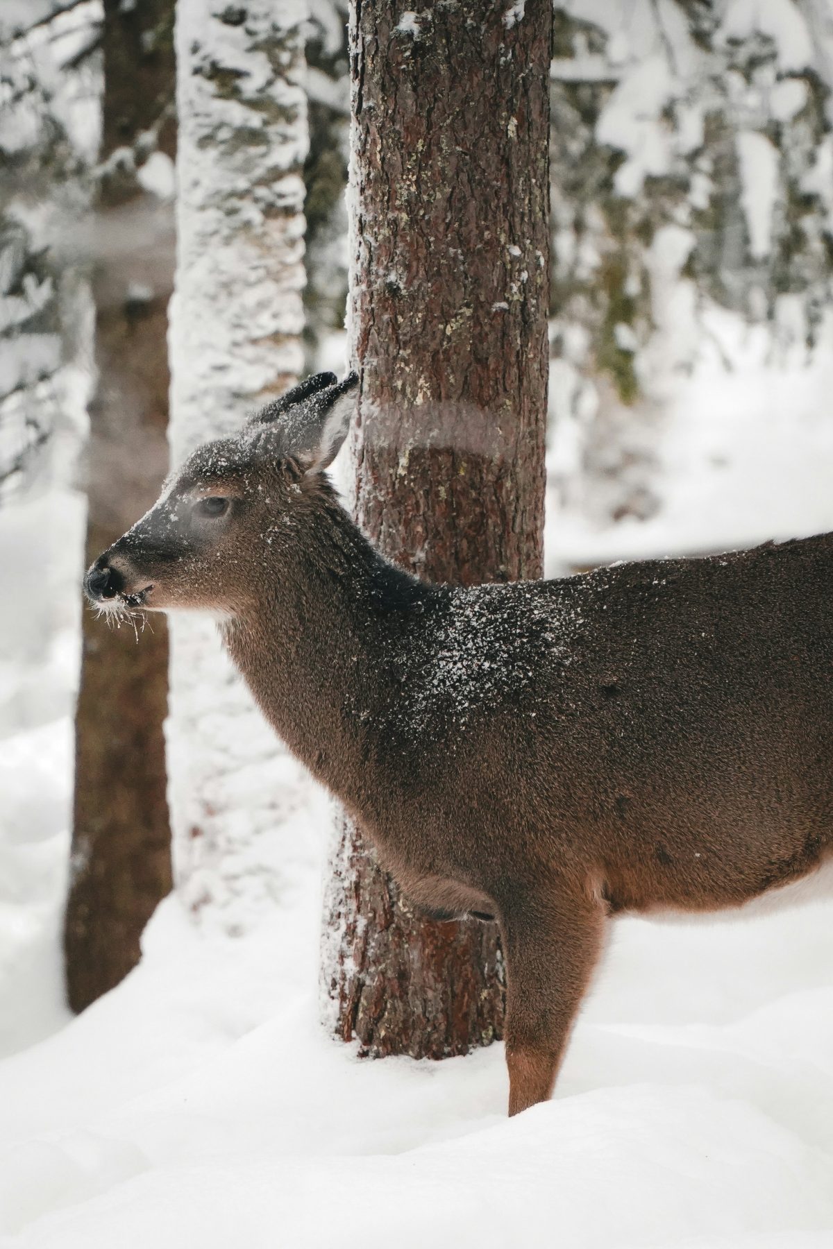 Een hert in de sneeuw tussen de bomen in Finland.