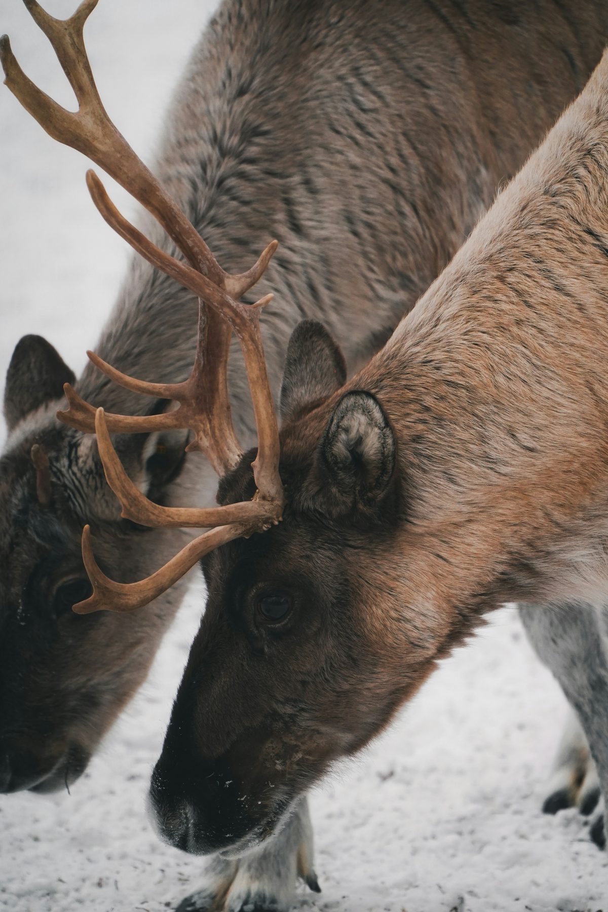 Twee herten in de sneeuw in Fins Lapland, de bestemming van Lapland Travel.