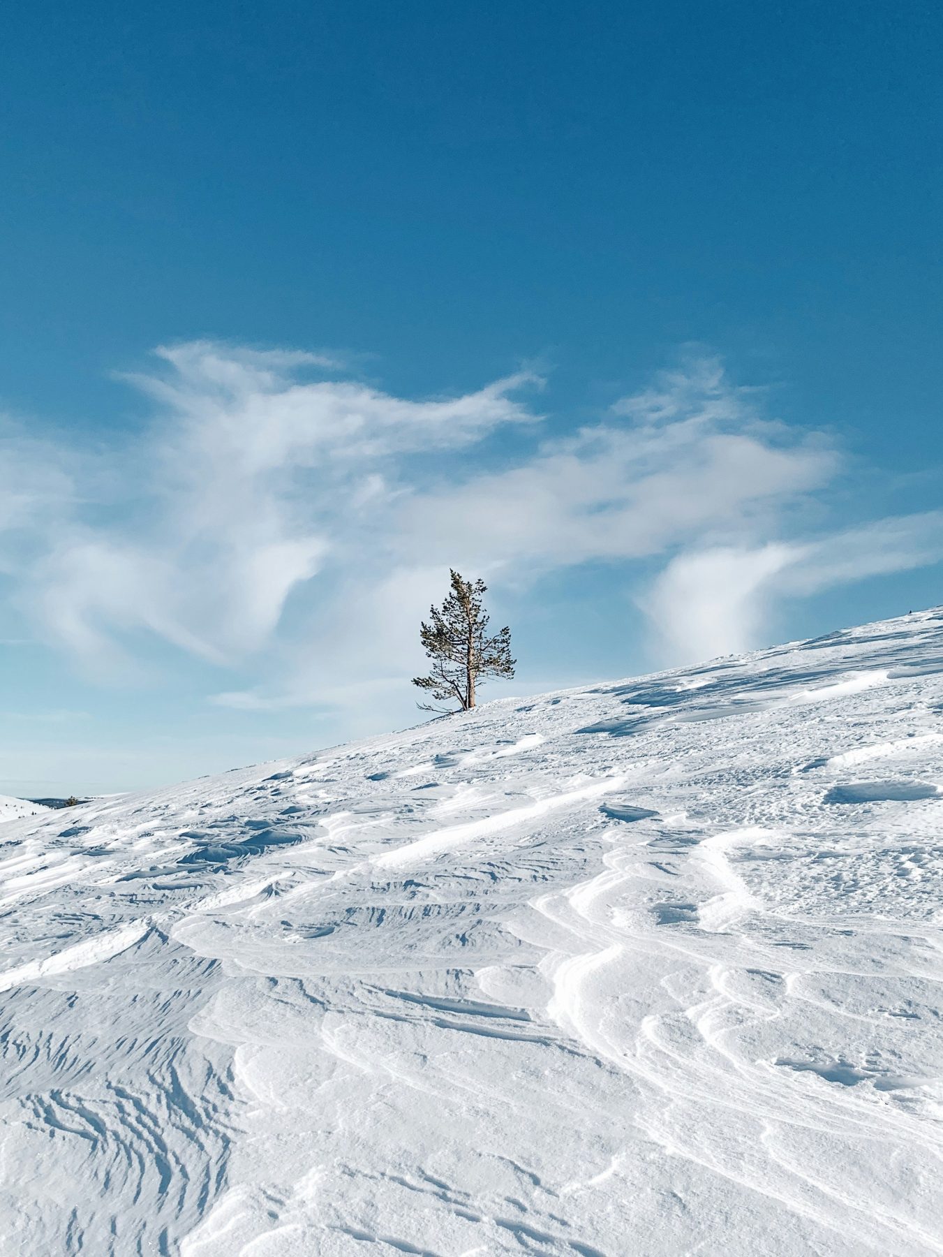 Een boom midden in een sneeuwlandschap in Fins Lapland.