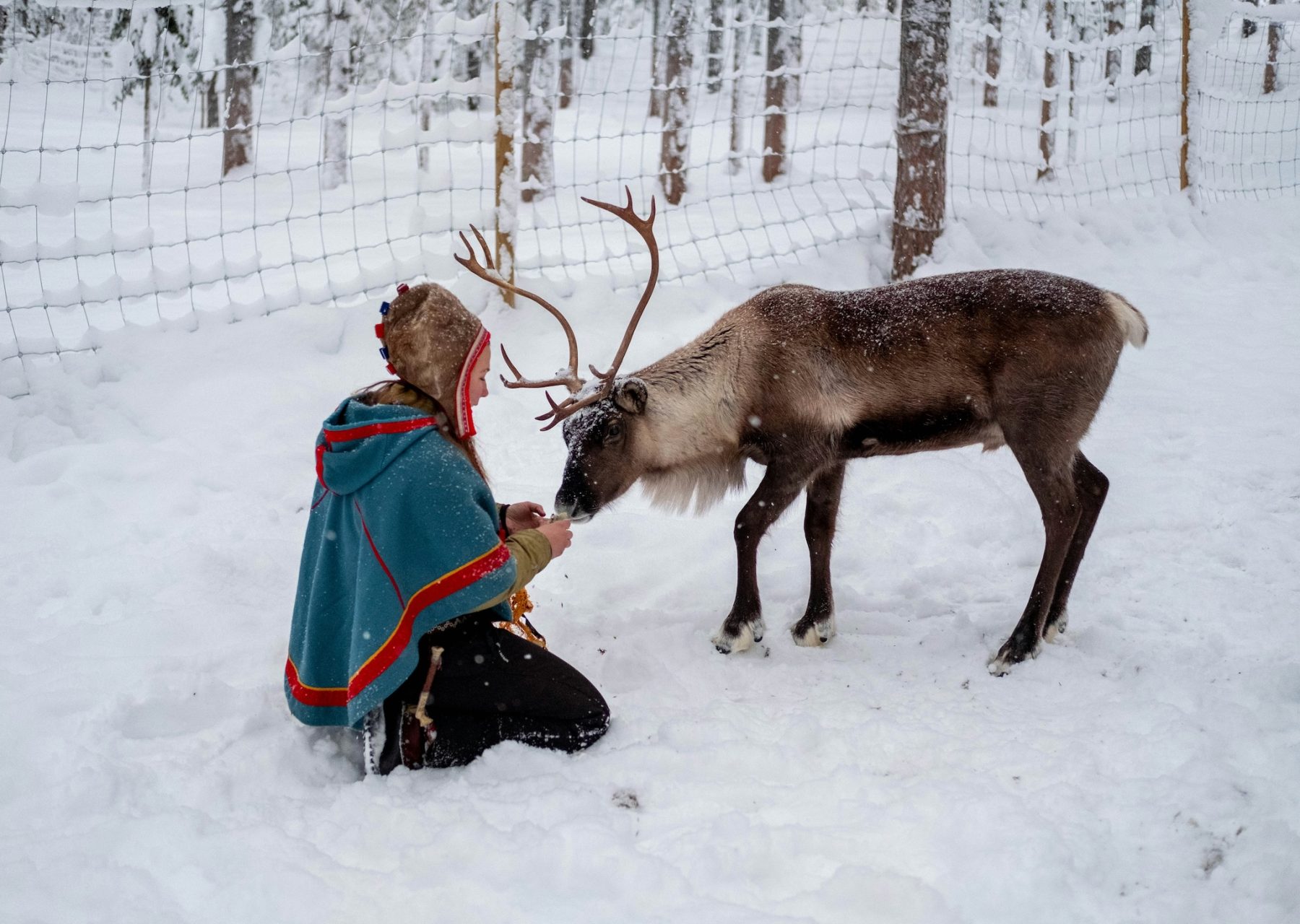 Rendieren horen bij de cultuur in Lapland