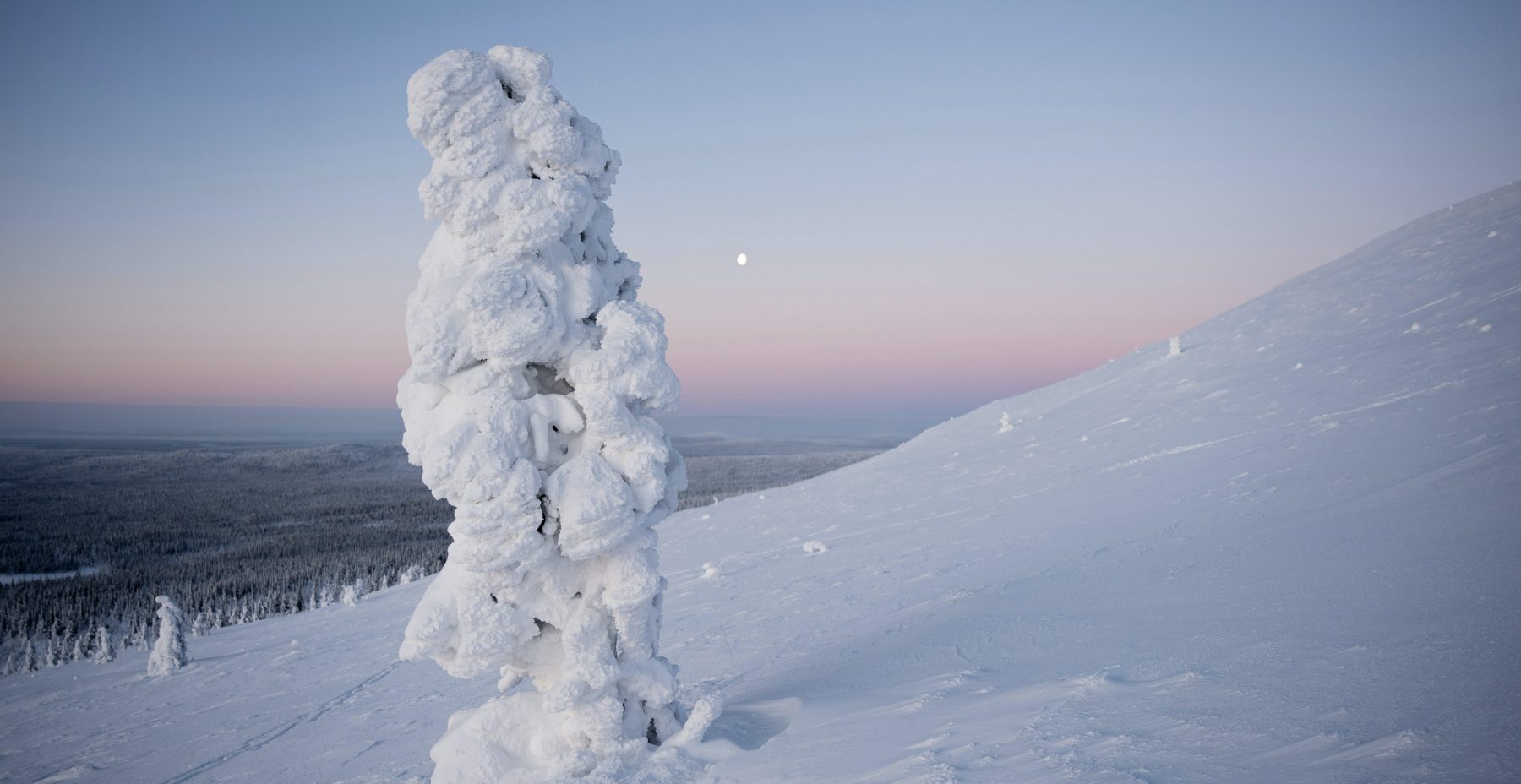 Een hoge boom bedekt met sneeuw bovenop een besneeuwde helling in Fins Lapland, de bestemming van Lapland Travel.