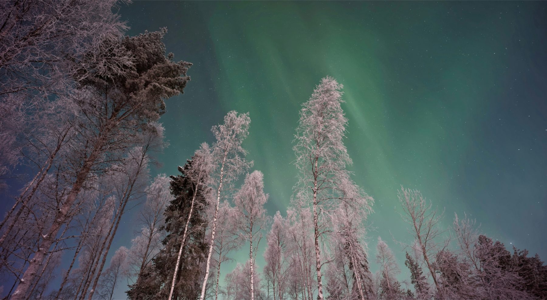 Foto vanaf onder genomen van bomen onder het noorderlicht in Finland.