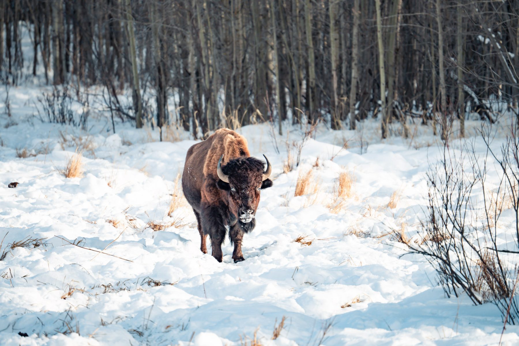 Bison tijdens wintersport in Edmonton Jasper