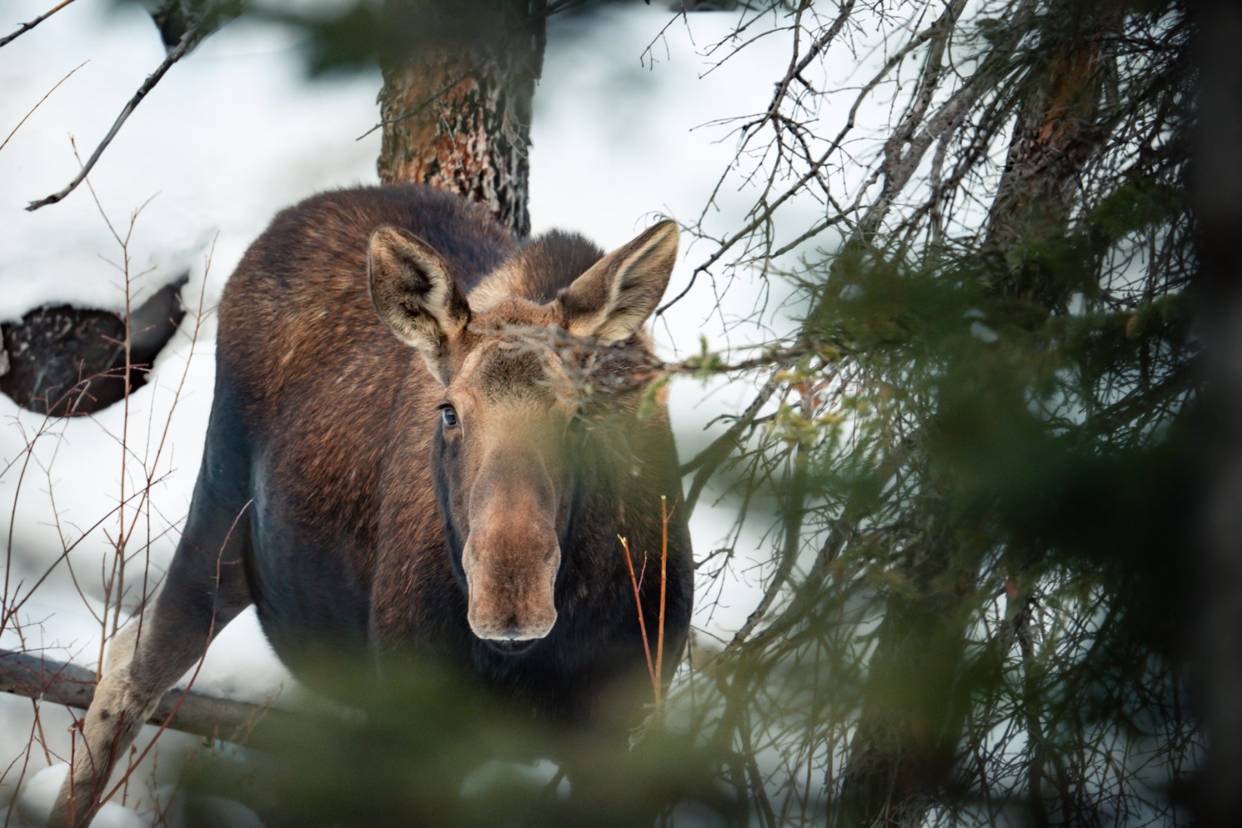 wildlife spotten tijdens een wintersport in Edmonton Jasper